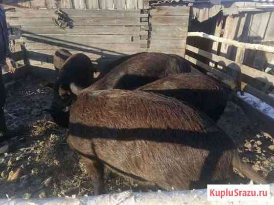 Кабаны Аргаяш