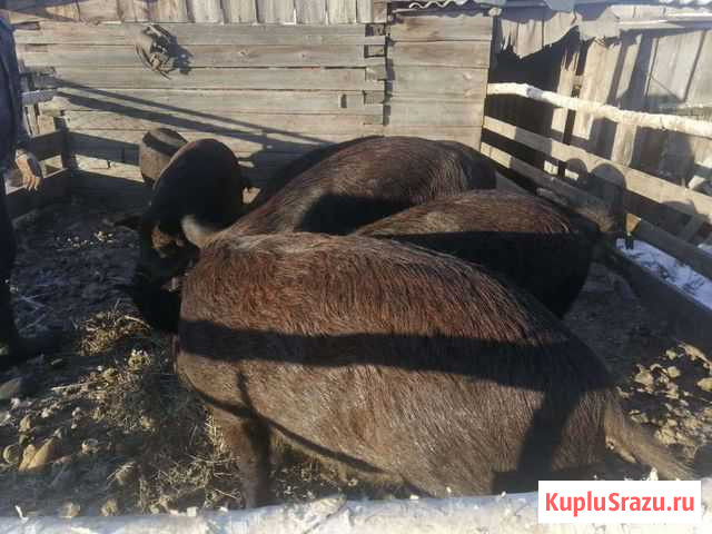 Кабаны Аргаяш - изображение 1