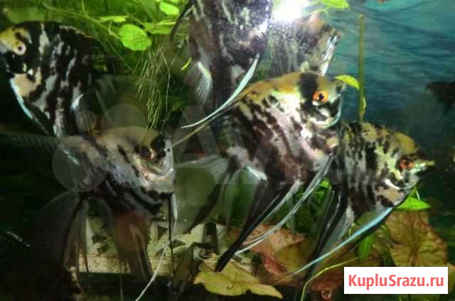 Продам вуалевых скалярий Ижевск - изображение 1