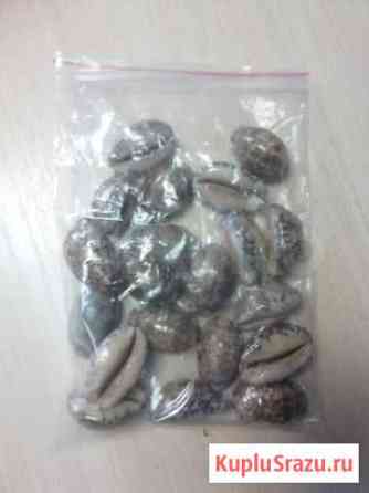 Ракушки Набережные Челны