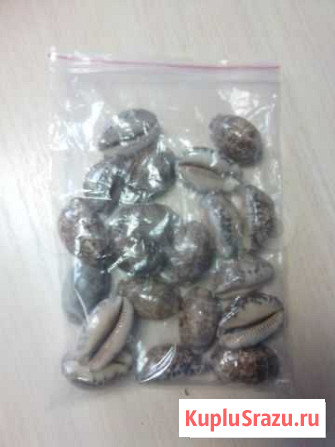 Ракушки Набережные Челны - изображение 1