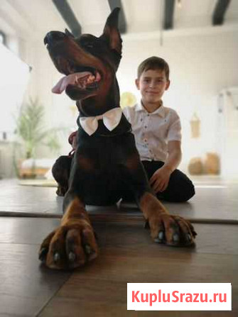 Фотосессия с дрберманом Томск - изображение 1