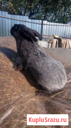 Кролик породы Полтавское серебро Юхнов - изображение 1