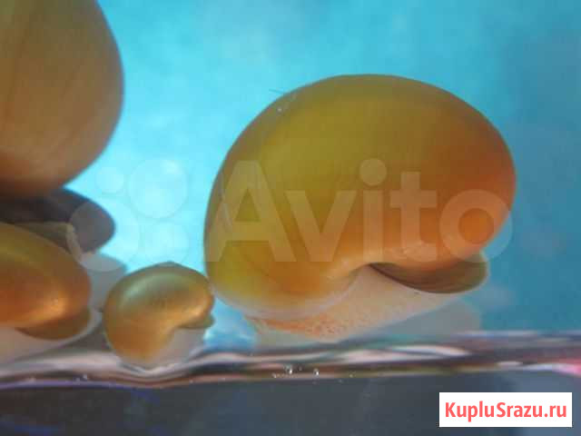 Улитки аквариумные Грязи - изображение 1
