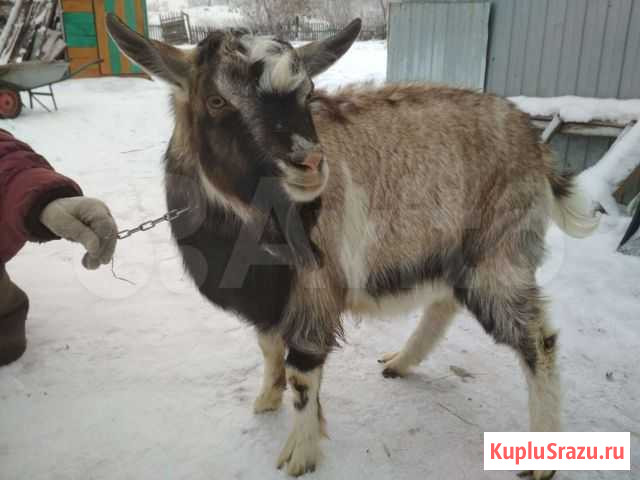Козел, козы Славгород - изображение 1