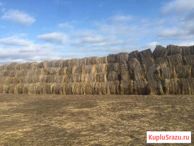 Сено и суданская трава Кабанск - изображение 1