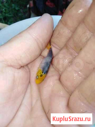 Карп кои Набережные Челны - изображение 1