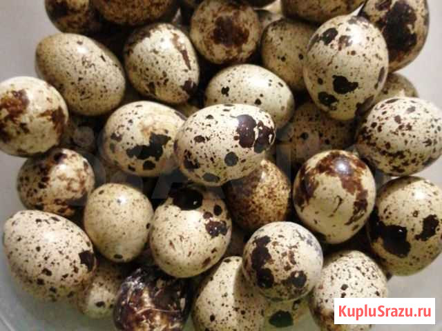 Яйца перепелиные Киров - изображение 1