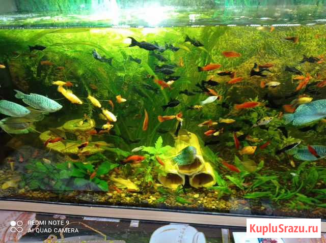 Рыба Кимры - изображение 1