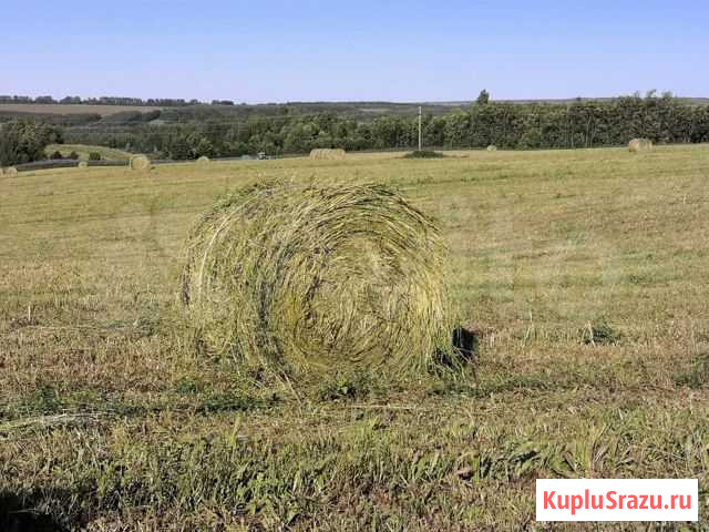 Сено, солома, средний рулон Большая Атня - изображение 1