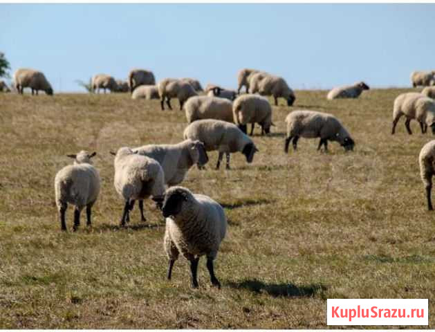 Бараны Улан-Удэ - изображение 1