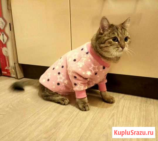 Одежда по индивидуальным меркам Новокузнецк - изображение 1