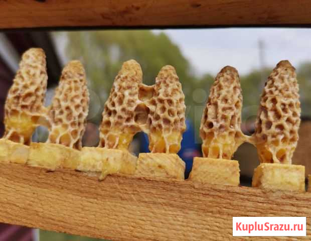 Маточники, матки Грибановский - изображение 1