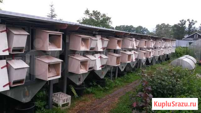 Клетки для кроликов Вышний Волочек - изображение 1