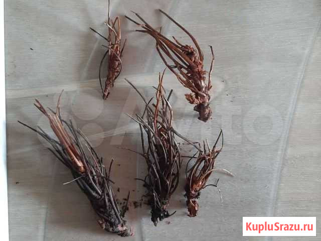 Корень щетка, красный корень Магнитогорск - изображение 1
