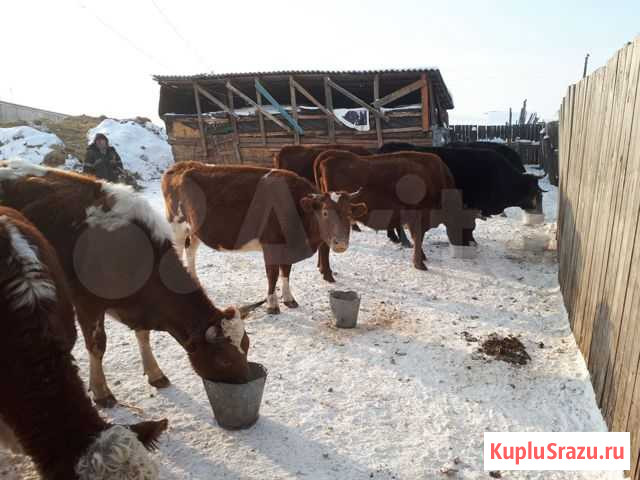 Коровы,коровы герефорды,бык герефорд,телята герефо Филимоново - изображение 1