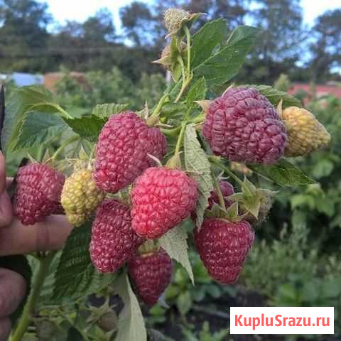 Малина Палкино - изображение 1