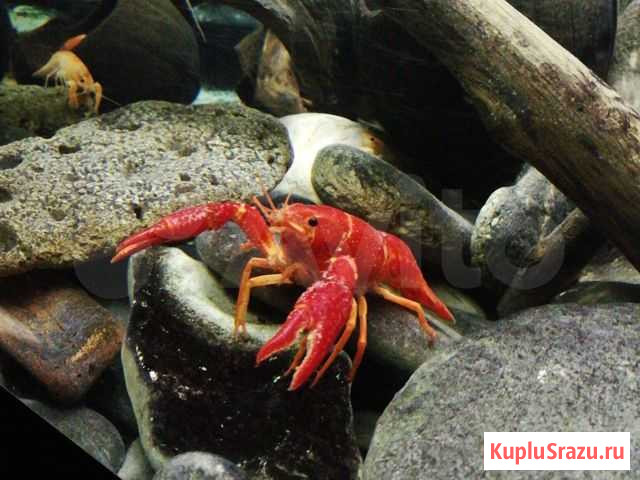 Красный калифорнийский рак (флоридский) Белгород - изображение 1