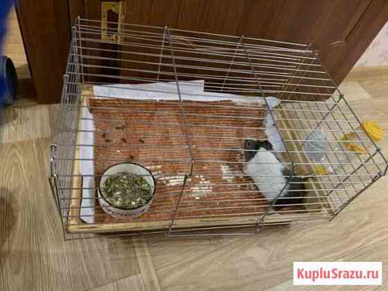 Морская свинка Железногорск-Илимский