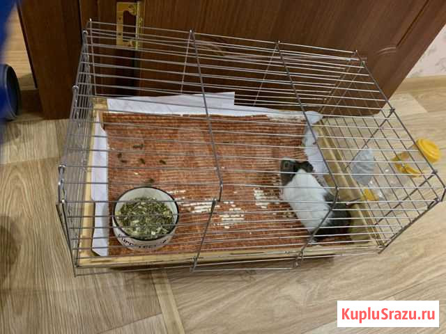 Морская свинка Железногорск-Илимский - изображение 1