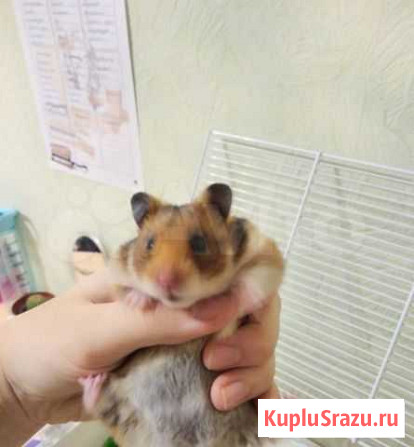 Сирийский хомяк с клеткой Братск - изображение 1