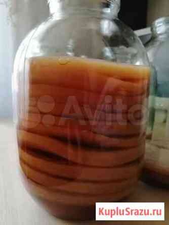 Чайный гриб Москва