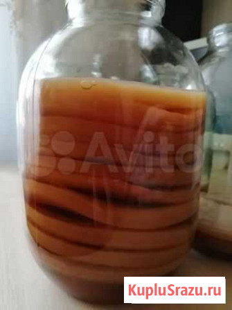 Чайный гриб Москва - изображение 1