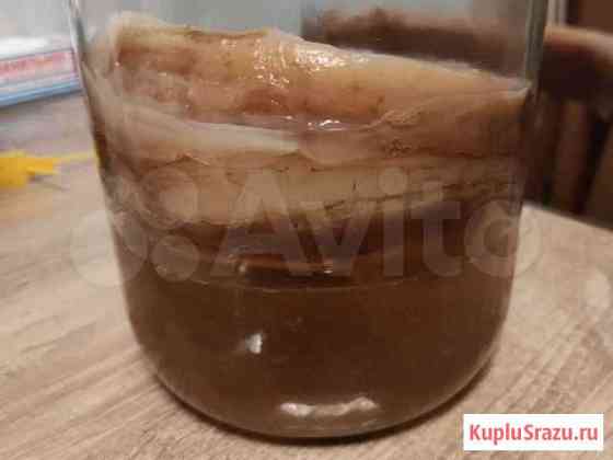 Чайный гриб Комбуча Москва