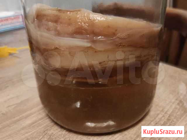 Чайный гриб Комбуча Москва - изображение 1