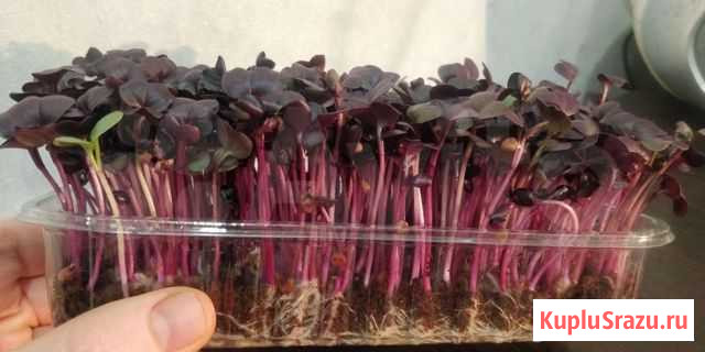 Микрозелень Сергиев Посад - изображение 1