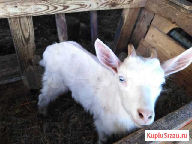 Козленок (козочка) Пятигорск - изображение 1