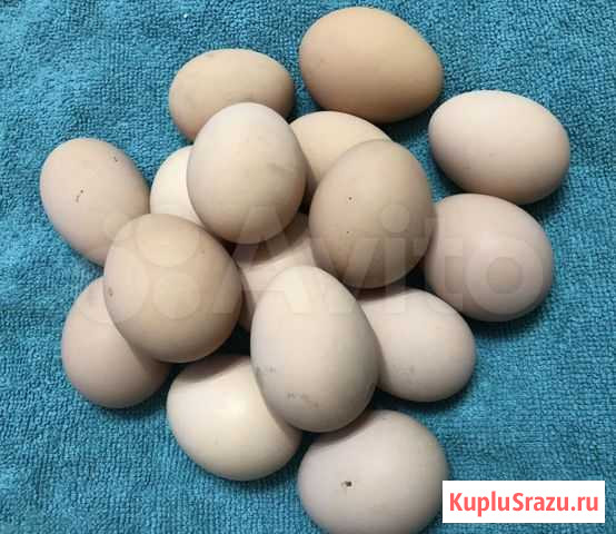 Домашние куриные яйца Долгопрудный - изображение 1