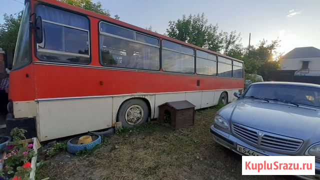 Автобус Икарус Коркино - изображение 1