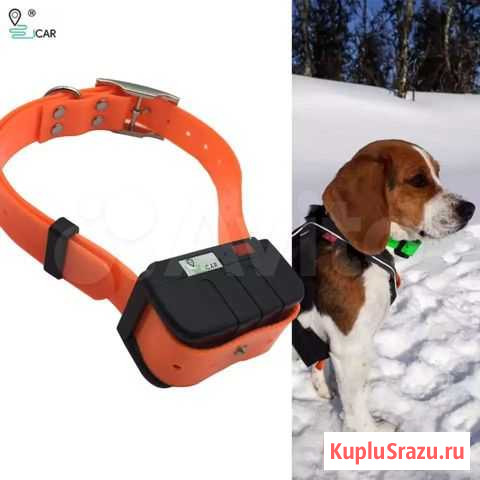 GPS ошейник Узловая - изображение 1