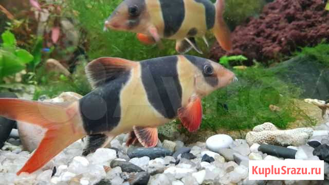 Боция клоун Воронеж - изображение 1