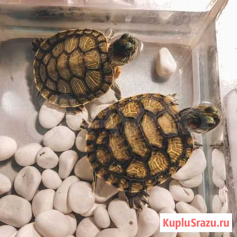 Красноухая черепаха с аквариумом Клин - изображение 1