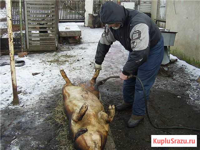 Забой скота Городец - изображение 1