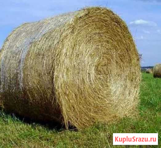 Сено в рулонах Гусев - изображение 1