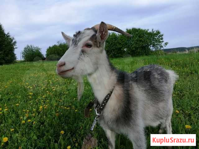 Коза Суксун - изображение 1
