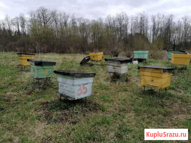 Продам пчел Пермь - изображение 1