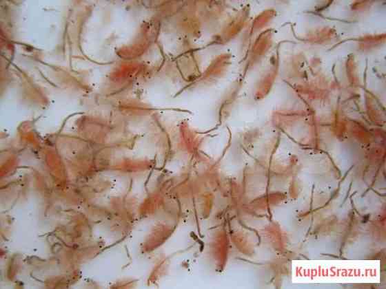 Артемия Некрасовский