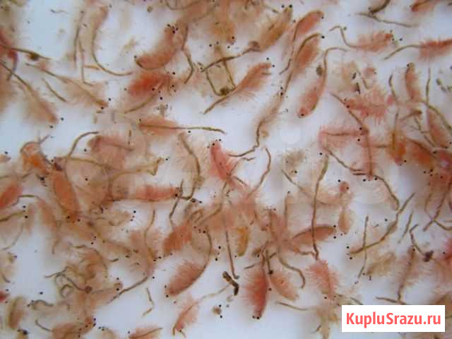 Артемия Некрасовский - изображение 1