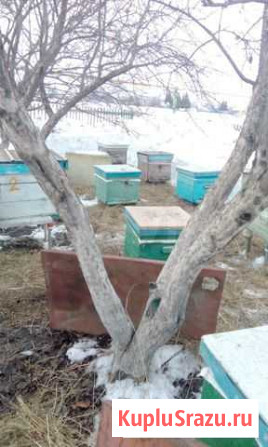 Продам ульи Верхний Услон - изображение 1