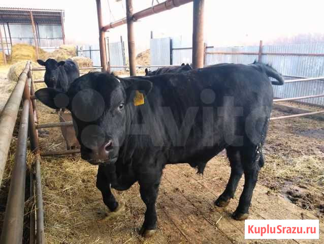 Бычки мясного направления до 4х месяцев Затеречный - изображение 1