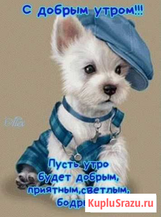 Зоотакси, курьерские услуги, передержка Краснодар - изображение 1
