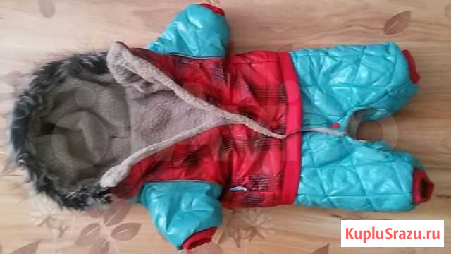 Зимний комбинезон для небольшой собачки Благовещенск - изображение 1