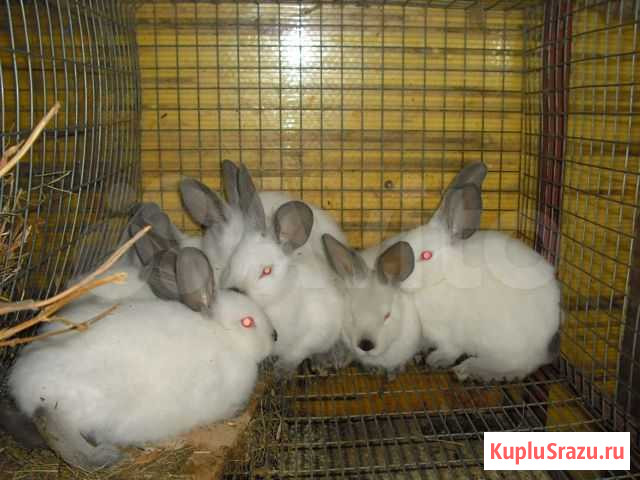 Кролики калифорнийские Рыбное - изображение 1