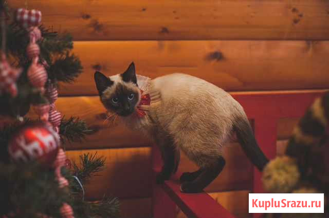 Вязка кошки Яблоновский - изображение 1