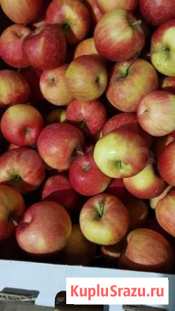 Яблоки Белгород - изображение 1
