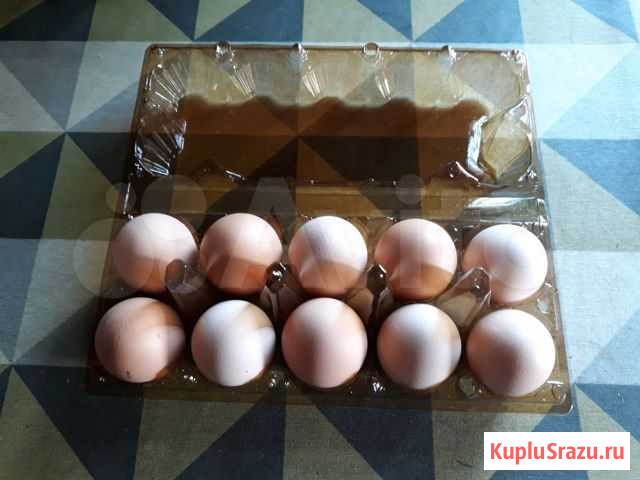 Яйцо домашнее куриное Усть-Илимск - изображение 1